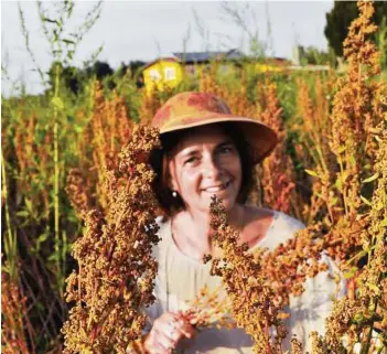  ??  ?? Vor einem Jahr säten Silvia (links) und Claus (rechts) Egger erstmals Quinoa auf einem Feld in Mooskirche­n an, im August wurdegeern­tet (unten). Gestern säten die beiden für ihre zweite Ernte an