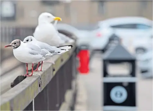  ??  ?? SITTING PRETTY: Herring gulls will soon begin nesting and laying eggs and this year they will be left to their own devices in Stonehaven