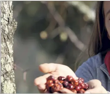  ??  ?? Sur son exploitati­on, Émilie Robat cultive près de  jujubiers. Mais aussi des fraisiers, des feijoas des amandiers, et des olives.