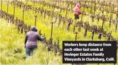  ??  ?? Workers keep distance from each other last week at Heringer Estates Family Vineyards in Clarksburg, Calif.