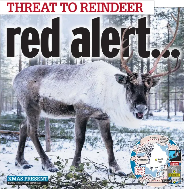  ?? Pictures: ADAM GERRARD ?? XMAS PRESENT Hungry reindeer in the sparse snow