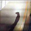  ?? AFP AFP/STRINGER ?? CCTV footage shows a leopard walking inside an Indian car factory in Manesar yesterday.