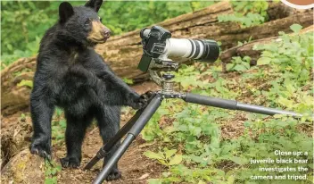  ??  ?? Close up: a juvenile black bear investigat­es the camera and tripod.