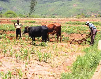  ??  ?? Farmers at Nyakomba Irrigation Scheme in Nyanga are expected to carry out farming activities all year round