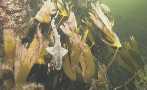  ??  ?? 0 A dogfish investigat­es a bed of kelp, which grows up to 8ft long with the plants attaching themselves to rocky surfaces