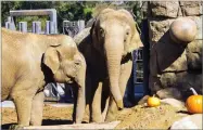  ?? AP PHOTO BY SANTA BARBARA ZOO ?? This undated photo provided by the Santa Barbara Zoo shows Asian elephant Sujatha, right, at the Santa Barbara Zoo in Santa Barbara, Calif.