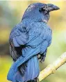  ??  ?? Kolkraben (Corvus corax) sind die größten Rabenvögel.
