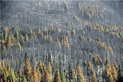  ?? Helen H. Richardson, The Denver Post ?? Entire mountainsi­des were burned during the Pine Gulch fire in the Roan Creek Drainage in August in De Beque.