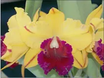 ??  ?? DELICIOUS: The chocolate box orchid, Cattleya Tainan (‘Gold Egoli’).