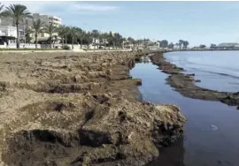  ?? Photo: Town hall ?? Seagrass build-up in Santa Pola