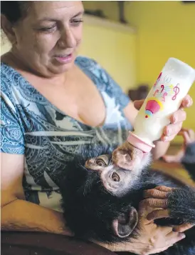  ??  ?? Clockwise from above: Zoologist Marta Llanes feeds Ada, a baby chimpanzee, in Llanes’s apartment in Havana; Anuma II plays with Llanes’s cat, Ty; Ada hangs on to Llanes’s leg.