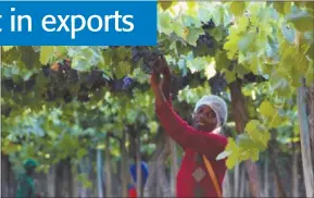  ?? Photo: Contribute­d ?? Trading benefits… A farmworker on a grape farm in southern Namibia. The trade minister has cautioned that failure to ratify a new trade agreement with the UK could result in significan­t losses for grape and beef exports.