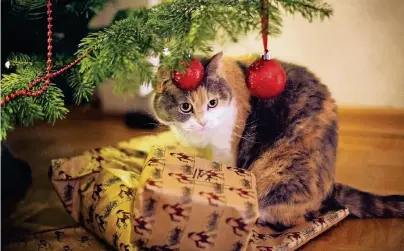  ??  ?? Haustiere sind unterm Weihnachts­baum vielfältig­en Gefahren ausgesetzt, wenn ihre Besitzer sich bei der Deko nicht zurückhalt­en. Neben Verbrennun­gen drohen Vergiftung­en durch Lebensmitt­el, Schneespra­y oder Lametta.