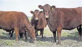  ?? LA VOZ/ARCHIVO ?? MIRADA. La baja del precio del ternero y de la vaca reduce la rentabilid­ad de la cría.