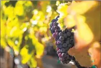  ?? Photograph­s by Myung J. Chun Los Angeles Times ?? EDGAR TORRES, top, became the first Mexican American vintner in Paso Robles in 2005. Above right, grapes on the vine at Top, a winery in Paso Robles owned by Elena Martinez and Stanley Barrios. Above left, Martinez and Barrios thin vines.