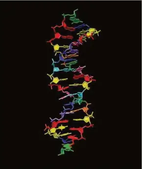  ?? PIC NYT ?? An image provided by Indiana School of Medicine shows a representa­tion of the Hachimoji DNA, a new system of DNA, that may hold clues to the potential for life elsewhere in the universe.