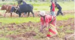  ??  ?? More than 10, 000 villagers are threatened with eviction as Mbabala MP Ephraim Beelemu and chief Nyawa have allegedely grabbed land from them