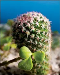  ?? Democrat-Gazette photos/JOHN SYKES JR. ?? A tiny jade plant, also called a Jade bush or elephant bush (foreground), grows in front of a barrel cactus.