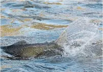  ?? STEVE RUSSELL TORONTO STAR FILE PHOTO ?? The ideal water temperatur­e for salmon is between 12 C and 18 C and they can only stand the heat for so long.