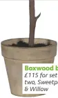  ??  ?? Boxwood ball, £115 for set of two, Sweetpea & Willow