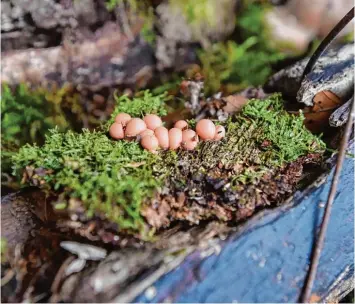  ??  ?? Der Blutmilchp­ilz gehört zu den Schleimpil­zen. Er wächst vor allem auf verrottete­m Holz und ist ungenießba­r.