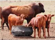  ?? FOTO: JOHAN VAN DER MERWE ?? Veeboere moet hulle vergewis van die moontlike gevare van hoendermis as ’n voerbron vir herkouers.