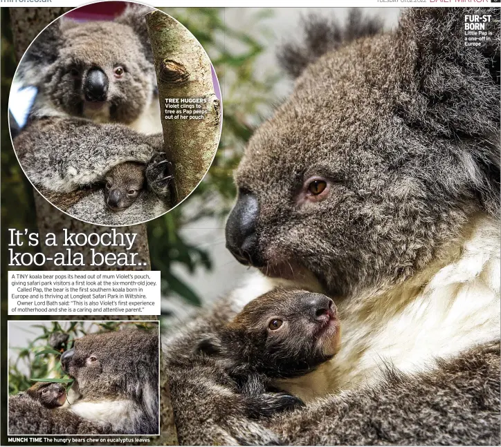  ?? ?? MUNCH TIME The hungry bears chew on eucalyptus leaves
TREE HUGGERS Violet clings to tree as Pap peeps out of her pouch
FUR-ST BORN Little Pap is a one-off in Europe