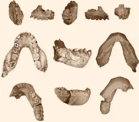  ??  ?? Coetáneos y ¿rivales? Los A. deyiremeda vivieron en Etiopía hace entre 3,5 y 3,3 millones de años, como los afarensis. Por sus dientes sabemos que estaban bien adaptados a recursos alimentari­os duros y correosos.