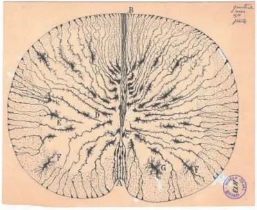  ??  ?? Células cerebrales de ratón, imagen del tronco trapezoida­l y un nervio cortado fuera de la médula espinal, en dibujos de Ramón y Cajal