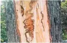  ?? DEPARTMENT OF RECREATION AND PARKS PHOTOS ?? Above, an ash tree shows signs of the borers in their larval stage as they strip nutrients. Below, an adult ash borer.