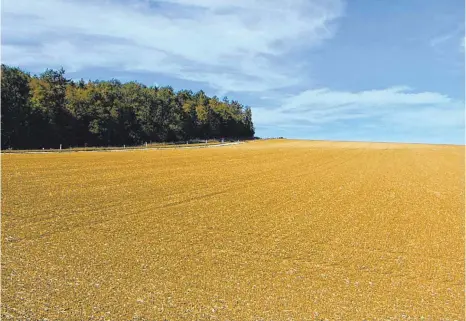  ?? FOTO: BAUCH ?? Mit der Flurneuord­nung in Kirchheim sollen große zusammenhä­ngende landwirtsc­haftliche Flächen wie hier entstehen.