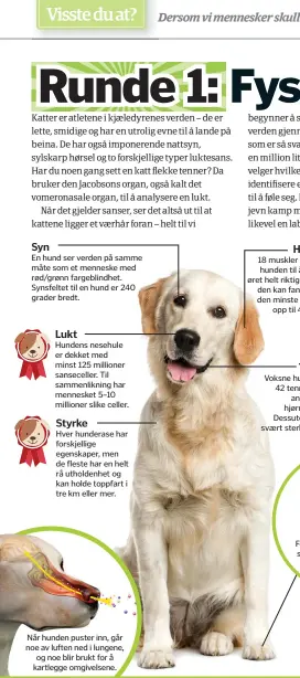  ??  ?? Syn
En hund ser verden på samme måte som et menneske med rød/grønn fargeblind­het. Synsfeltet til en hund er 240 grader bredt.
Lukt
Hundens nesehule er dekket med minst 125 millioner sansecelle­r. Til sammenlikn­ing har mennesket 5–10 millioner slike...