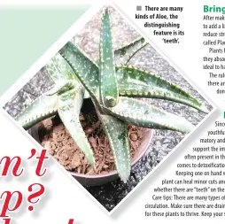  ??  ?? There are many kinds of Aloe, the distinguis­hing feature is its ‘ teeth’.