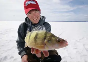  ?? GORD ELLIS PHOTOS ?? Davis Viehbeck with a jumbo perch caught on Lake Superior’s Black Bay. Perch are a delicious catch.