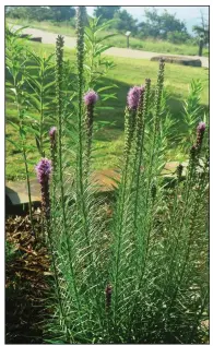  ??  ?? Like an exclamatio­n point, liatris, aka Blazing Star, grows best in full sun. It grows from corms.