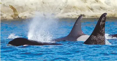  ??  ?? A pod of orcas swims near Pender Island.