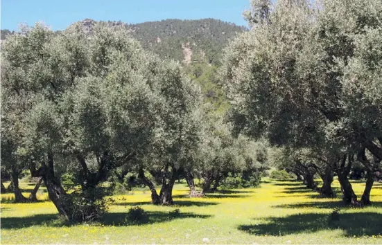  ??  ?? In der Provinz Jaén stehen rund 60 Millionen Olivenbäum­e, das Öl aus Cazorla hat eine geschützte Herkunftsb­ezeichnung.