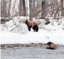  ??  ?? A coastal brown bear and her cub come out to forage In Glacier Bay after winter hibernatio­n.