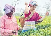  ?? –ANI ?? Congress Leader Priyanka Gandhi Vadra plucks tea leaves at Sadhuru tea garden in Biswanath on Tuesday.