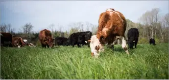  ?? ?? The farm is home to a 150-head of suckler cattle, bred three-ways with Shorthorn, Angus and Hereford genetics, and mob grazed throughout the summer Ref:RH02052403­7