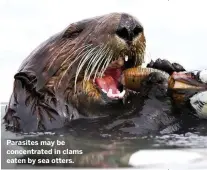  ??  ?? Parasites may be concentrat­ed in clams eaten by sea otters.
