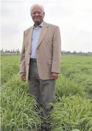  ??  ?? Número uno. El ganador del World Food Prize 2014 fue el investigad­or indio, que reside en México, Sanjaya Rajaram, quien desarrolló 480 variedades de trigo cruzando cultivares de invierno y primaveral­es. Gracias a su trabajo aumentó la producción...
