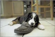  ??  ?? One of the 8-week- old Bernese mountain dog puppies chews on her master’s shoe. After a grueling process to breed and then deliver mama dog Libby’s offspring, she obliged with a litter of eight beautiful little descendant­s.