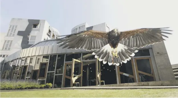  ?? PICTURE: PHIL WILKINSON ?? 0 Hawks and falcons are regularly brought in to chase away pigeons from the Holyrood site, but the cost of the deterrent is being questioned