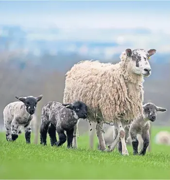  ??  ?? AT RISK: Scientists are working on a vaccine to protect sheep from enzootic abortion.