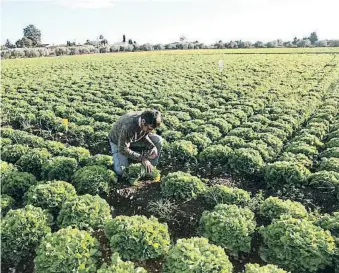  ?? La gestión sostenible de los cultivos es la mejor garantía para el futuro de la agricultur­a
VICENÇ LLURBA ??