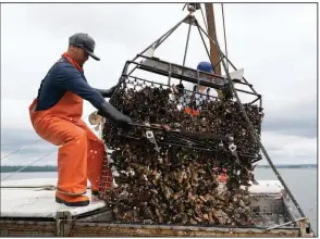  ?? (AP/Mark Lennihan) ?? Darwin Ceveda opens the bottom of a basket to unload oysters into the hold of a boat owned by Copps Island Oysters, off Norwalk, Conn.