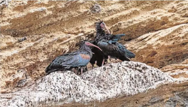 ?? // R. MAESTRE ?? Tres ejemplares de ibis eremita, con sus correspond­ientes anillas, en la Barca de Vejer, una pequeña aldea al pie de Vejer