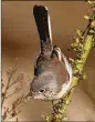  ?? COURTESY OF ANDREW JOHNSON ?? A blue-gray gnatcatche­r gleans a spider from a branch. The gnatcatche­r is one of Georgia’s smallest species of birds.