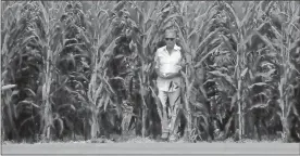  ?? Jose M. osorio/Chicago tribune/tns ?? Actor Kevin Costner walks out of a cornfield during a program before the White Sox-Yankees Field of Dreams game Thursday, Aug. 12, in Dyersville, Iowa.
